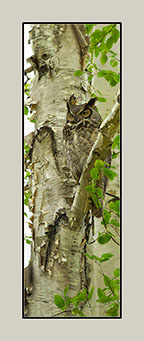 Great Horned Owl Pano